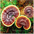 Granel original ganoderma lucidum extrato cogumelo reishi